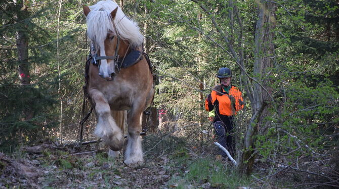 Waldumgang Wie man mit Pferden Holz erntet, konnten die Kirchentellinsfurter beim Waldumgang im April erleben.