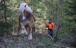 Wie man mit Pferden Holz erntet, konnten die Kirchentellinsfurter beim Waldumgang im April erleben.
