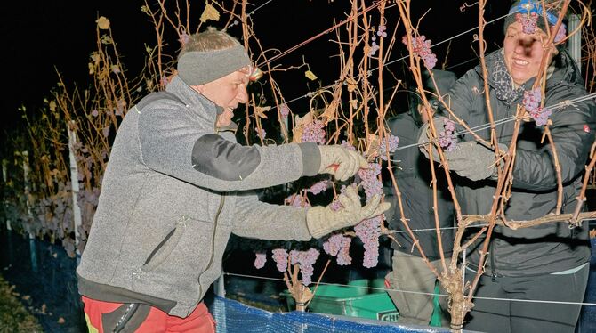 Eisweinlese Bei annähernd minus zehn Grad arbeiten sich Mitglieder der Weingärtnergenossenschaft Metzingen-Neuhausen mit Stirnlampen die Reb