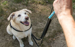 Hundehalter müssen in Reutlingen ab dem 1. Januar 2026 tiefer in die Tasche greifen.
