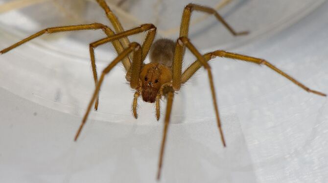 Mehrere Exemplare der chilenischen Einsiedlerspinne Loxosceles laeta sind in der Universität Tübingen entdeckt worden.