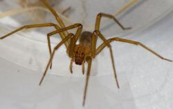 Mehrere Exemplare der chilenischen Einsiedlerspinne Loxosceles laeta sind in der Universität Tübingen entdeckt worden.