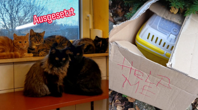 Tierheim, Reutlingen, Wannweil, ausgesetzte Tiere Katzen und zahme Ratten wurden zuletzt in der Region ausgesetzt.