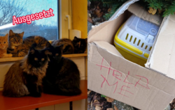 Katzen und zahme Ratten wurden zuletzt in der Region ausgesetzt.