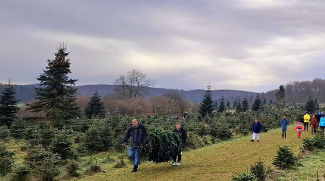 Familie Goller hat seit Jahrzehnten eine Christbaumkultur in St. Johann. Dort kann man auch Bäume selber schlagen.