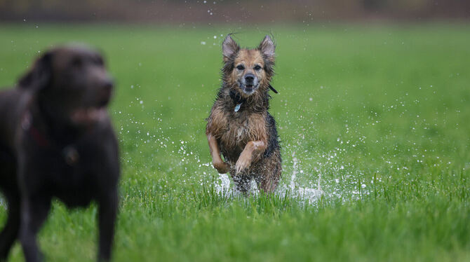 Deutschlandweit gibt es viele verschiedene Hunderassen. Auch die kommunalen Stersätze sind unterschiedlich. Gegen die Erhöhung i