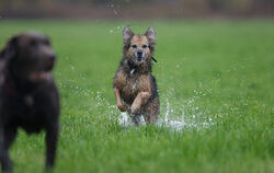 Deutschlandweit gibt es viele verschiedene Hunderassen. Auch die kommunalen Stersätze sind unterschiedlich. Gegen die Erhöhung i