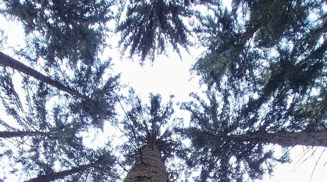 Waldumgang Sonnenbühl Wald Forst Gemeinderat Forsteinrichtung Der Sonnenbühler Forst wirft Ertrag ab.