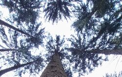 Der Sonnenbühler Forst wirft Ertrag ab.