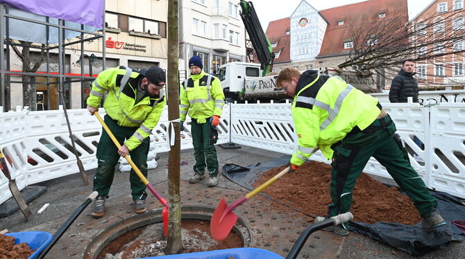 Ahornbäume Marktplatz Reutlingen Mit vereinten Kräften setzen Fachleute von Lutz und Riepert einen Ahornbaum in sein Quartier auf dem Marktplatz.