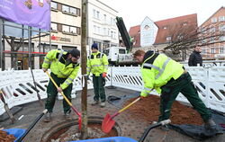 Mit vereinten Kräften setzen Fachleute von Lutz und Riepert einen Ahornbaum in sein Quartier auf dem Marktplatz.