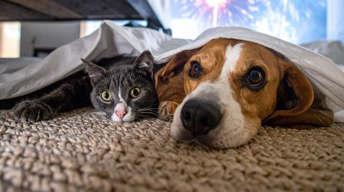 Nicht nur Haustiere leiden unter Silvester-Böllern, auch die Nutztiere in den Ställen und auf den Weiden und die Wildtiere.