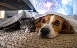 Nicht nur Haustiere leiden unter Silvester-Böllern, auch die Nutztiere in den Ställen und auf den Weiden und die Wildtiere.