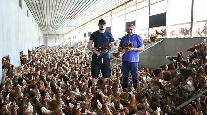Geflügelhof Zeeb Sickenhausen Tierschützer Vorwürfe Frank Zeeb (rechts) und sein Sohn Daniel in einem Kalt-Scharraum, umgeben von braunen Hühnern.